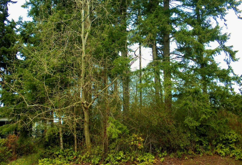 Property Photo: 313 Melrose WA 98282