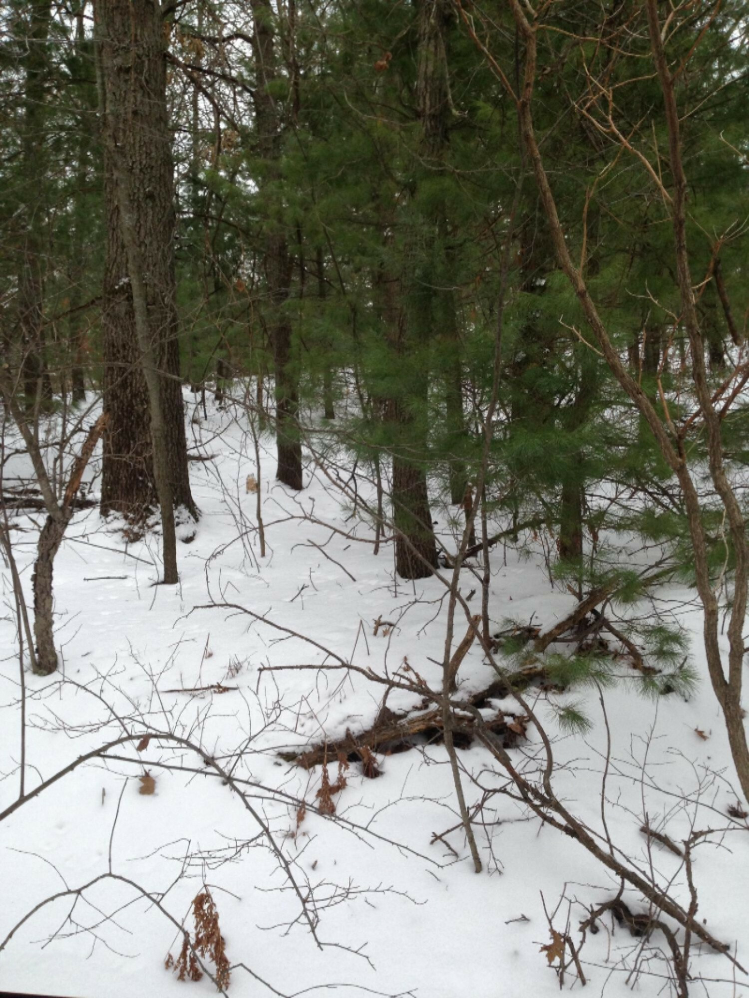 Property Photo:  Lot 107 &Amp 132 Holiday Beach  MI 48838 