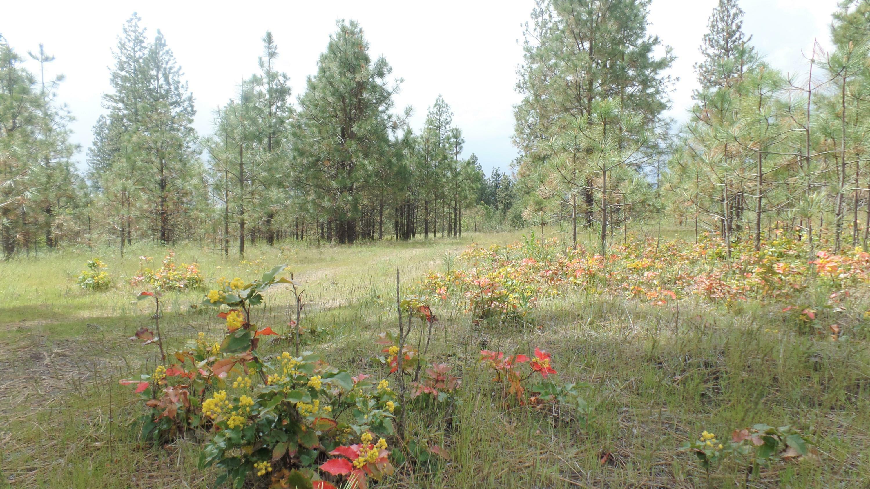 Property Photo:  Lot 111 Old Kettle Rd  WA 99141 