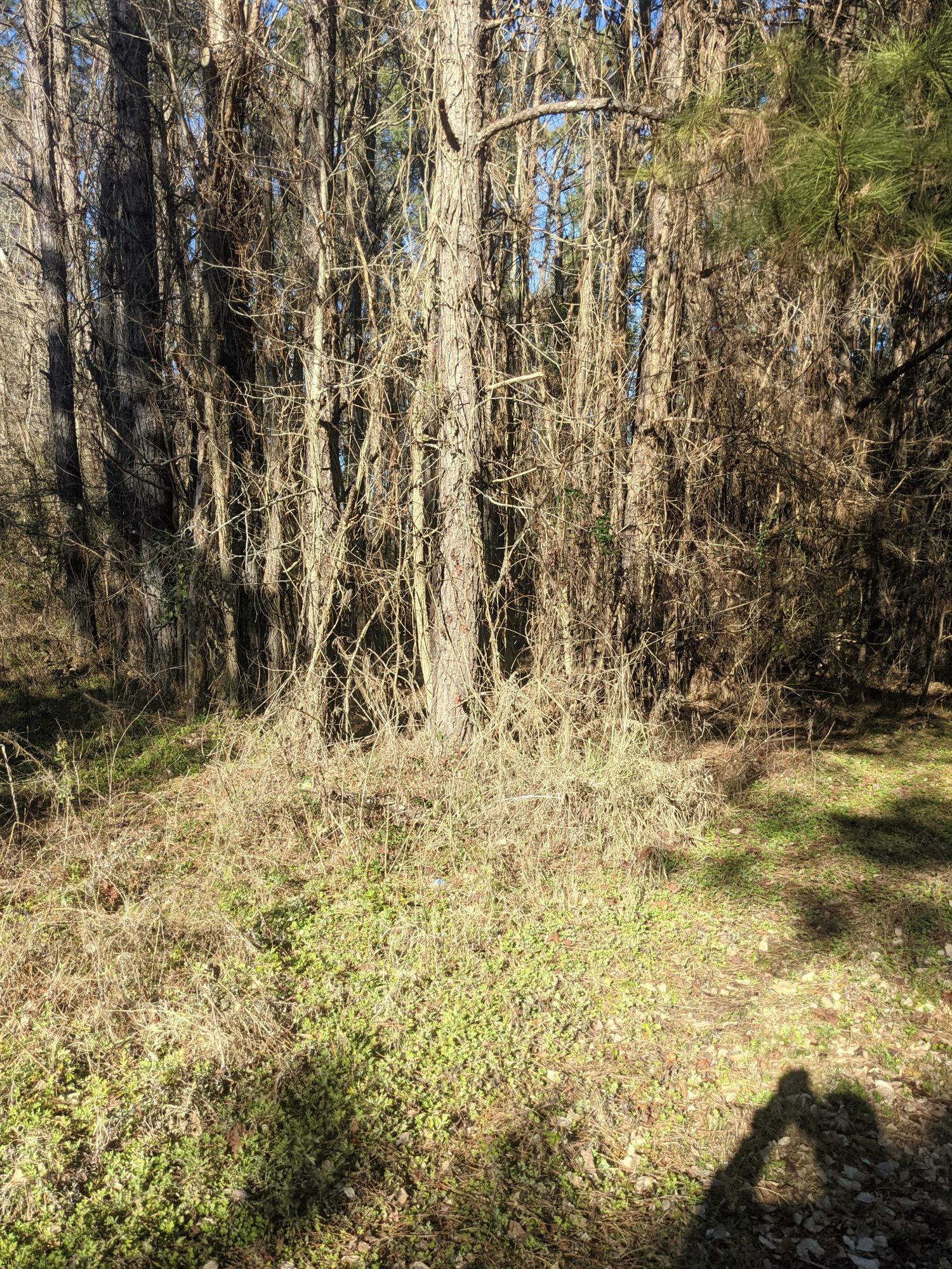 Property Photo:  0 Jones Country  SC 29477 