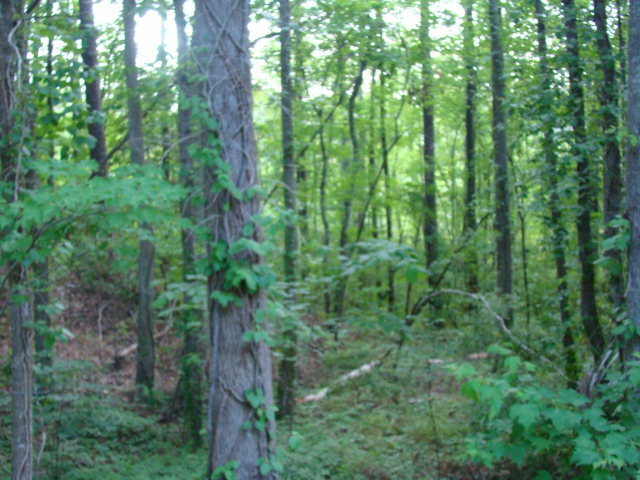 Property Photo: Lot 8 River Road NC 27814