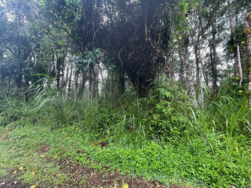 Property Photo:  Hapuu Rd  HI 96778 