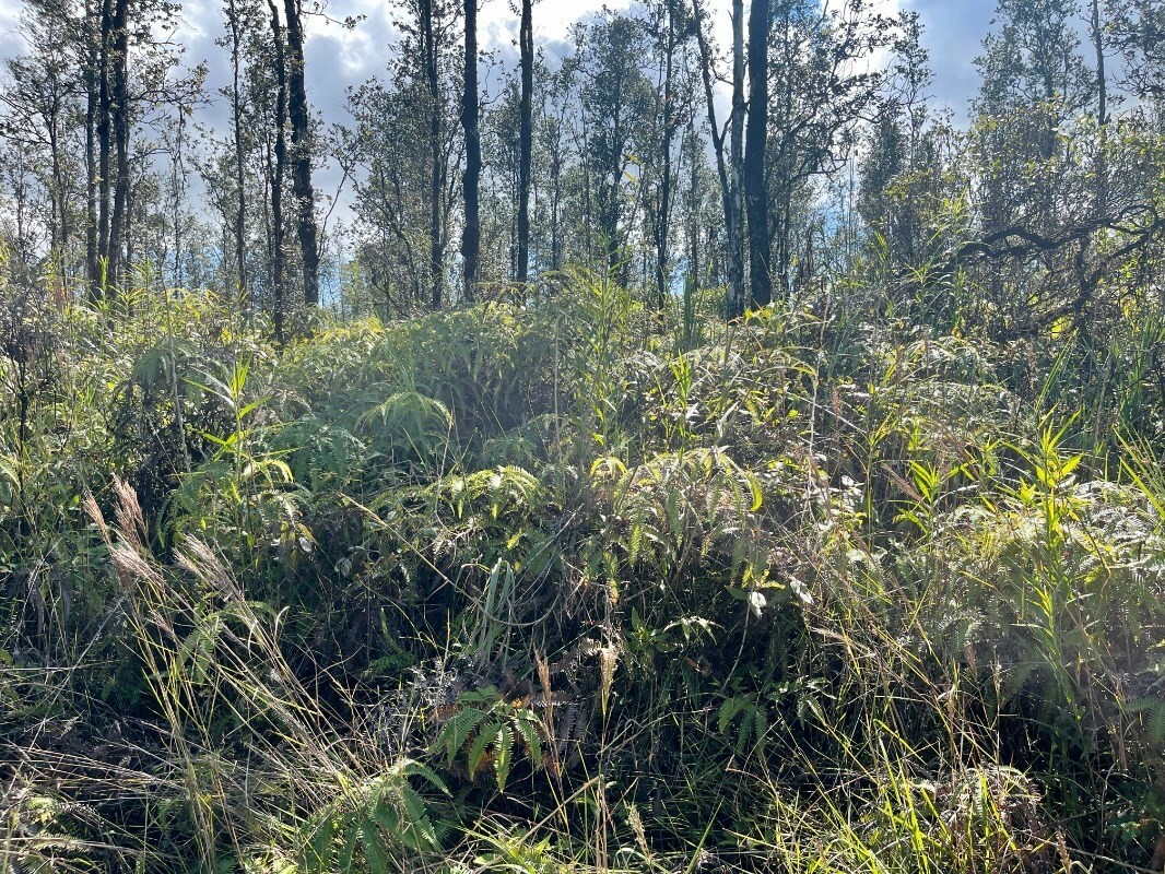 Property Photo:  Ao Rd (Road 2)  HI 96771 