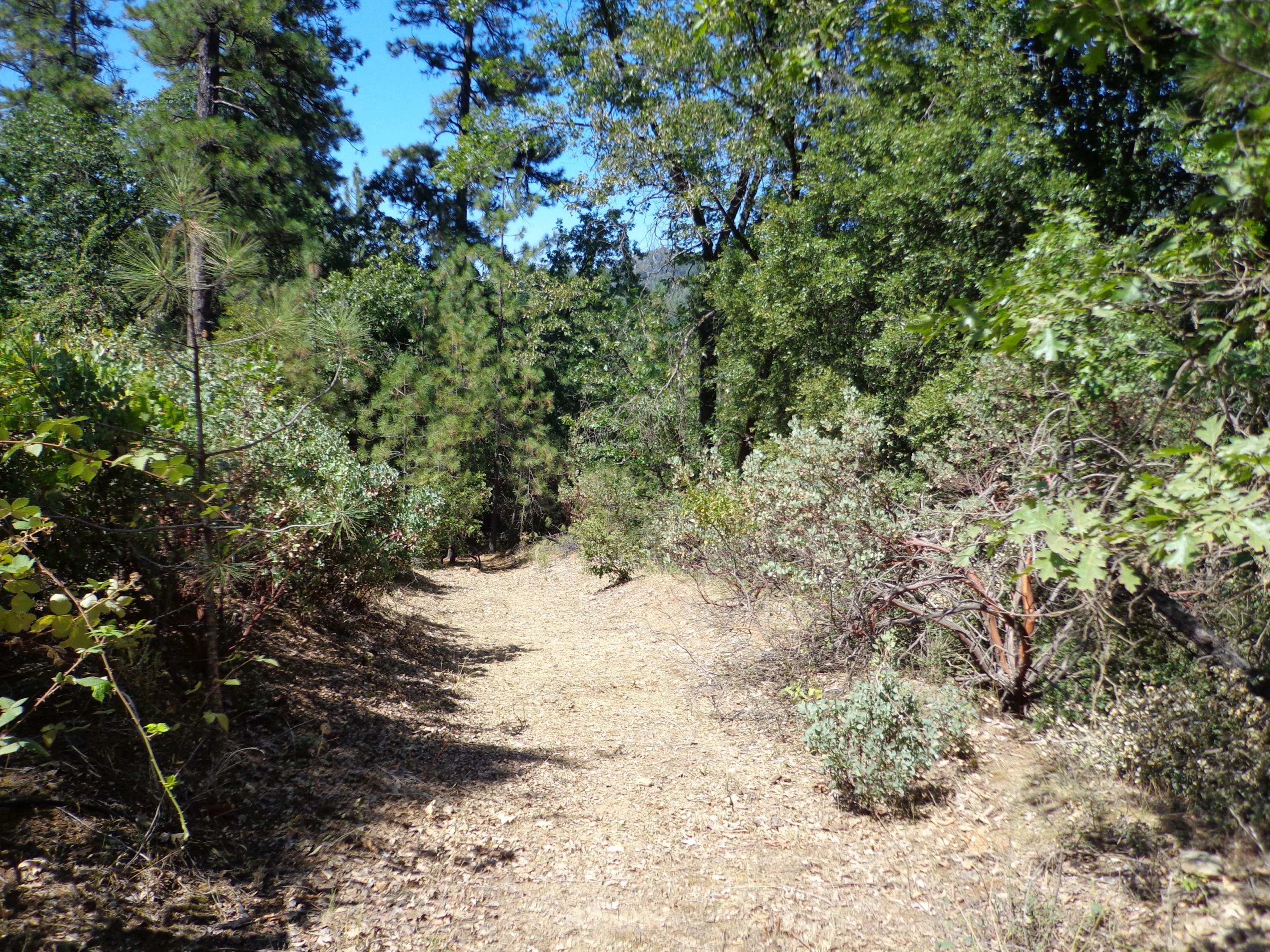 3.56 Acres Bear Rd   CA 96051 photo