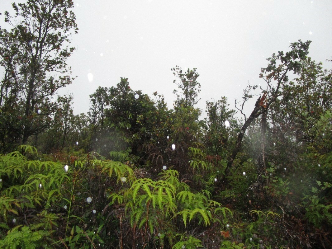 Property Photo:  Ohialani Rd  HI 96785 