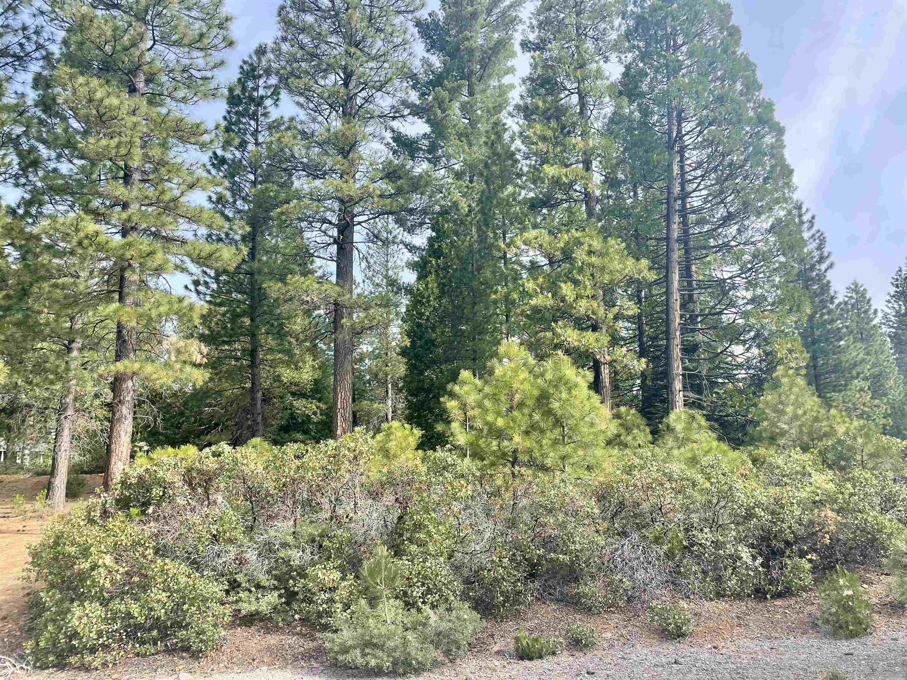 115 Red River Drive  Lake Almanor CA 96137 photo
