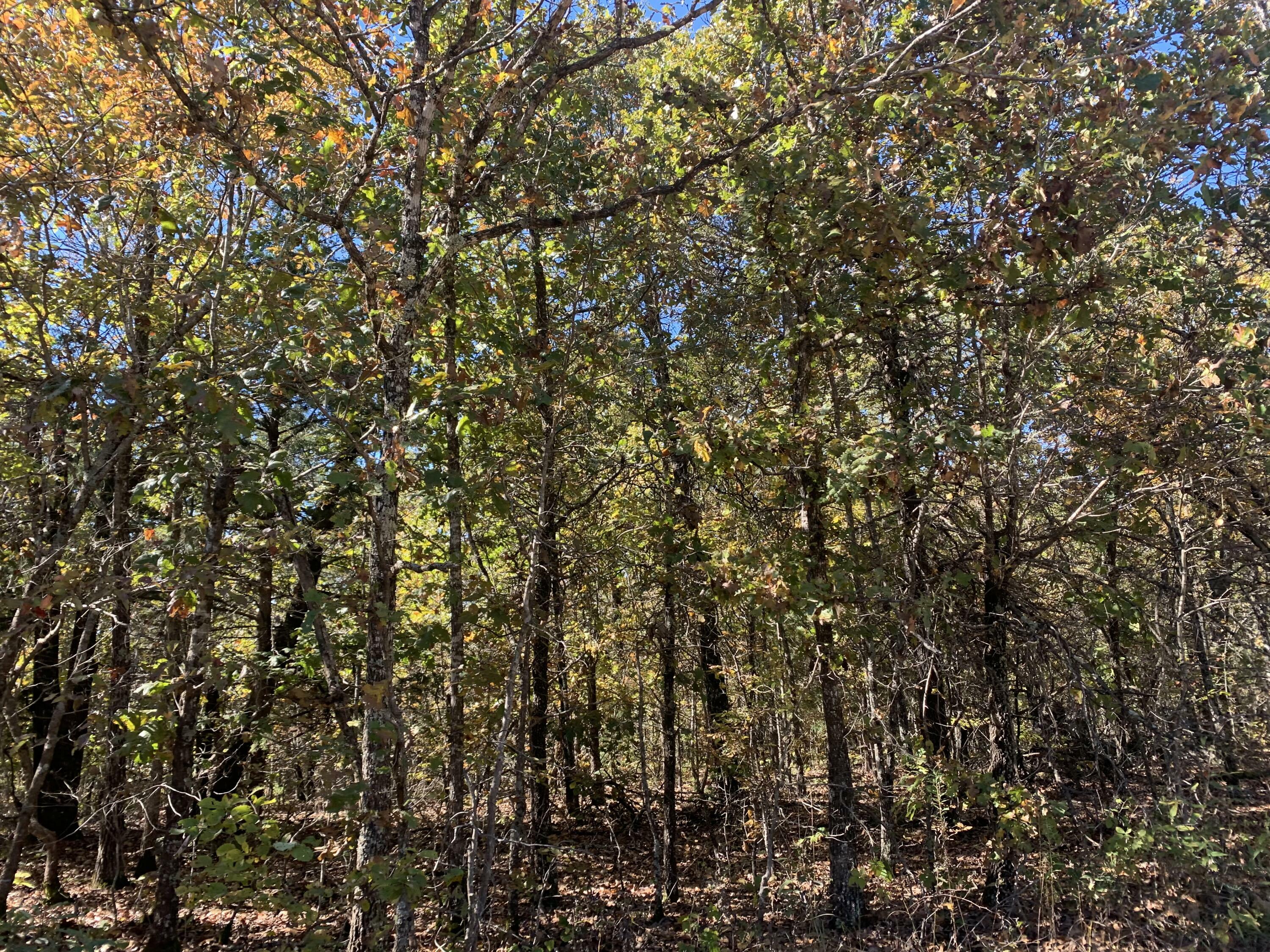 Property Photo:  000 Nubbin Ridge Road  AR 72459 