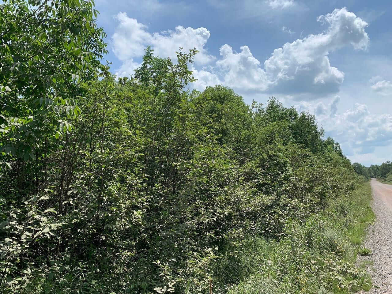 Property Photo:  40 Acres Spring Camp Rd  WI 54550 