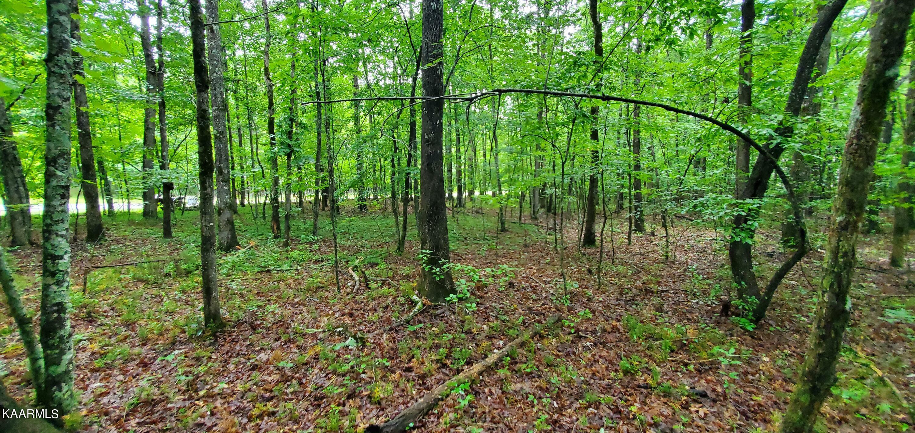 Property Photo:  Indian Park Rd  TN 38574 