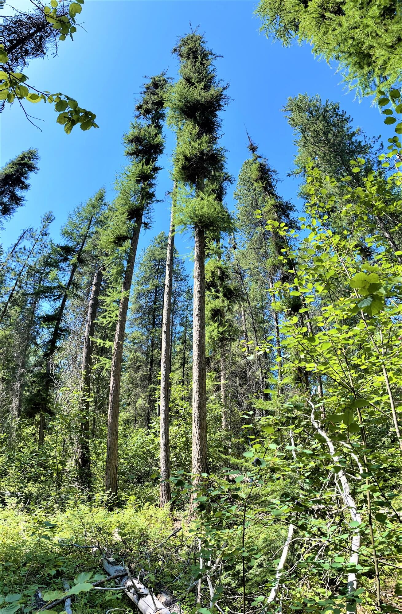 Property Photo:  33xx Larkspur Way Rd  WA 99141 