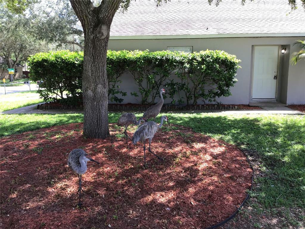 Property Photo: 233 Belfort Place FL 33594