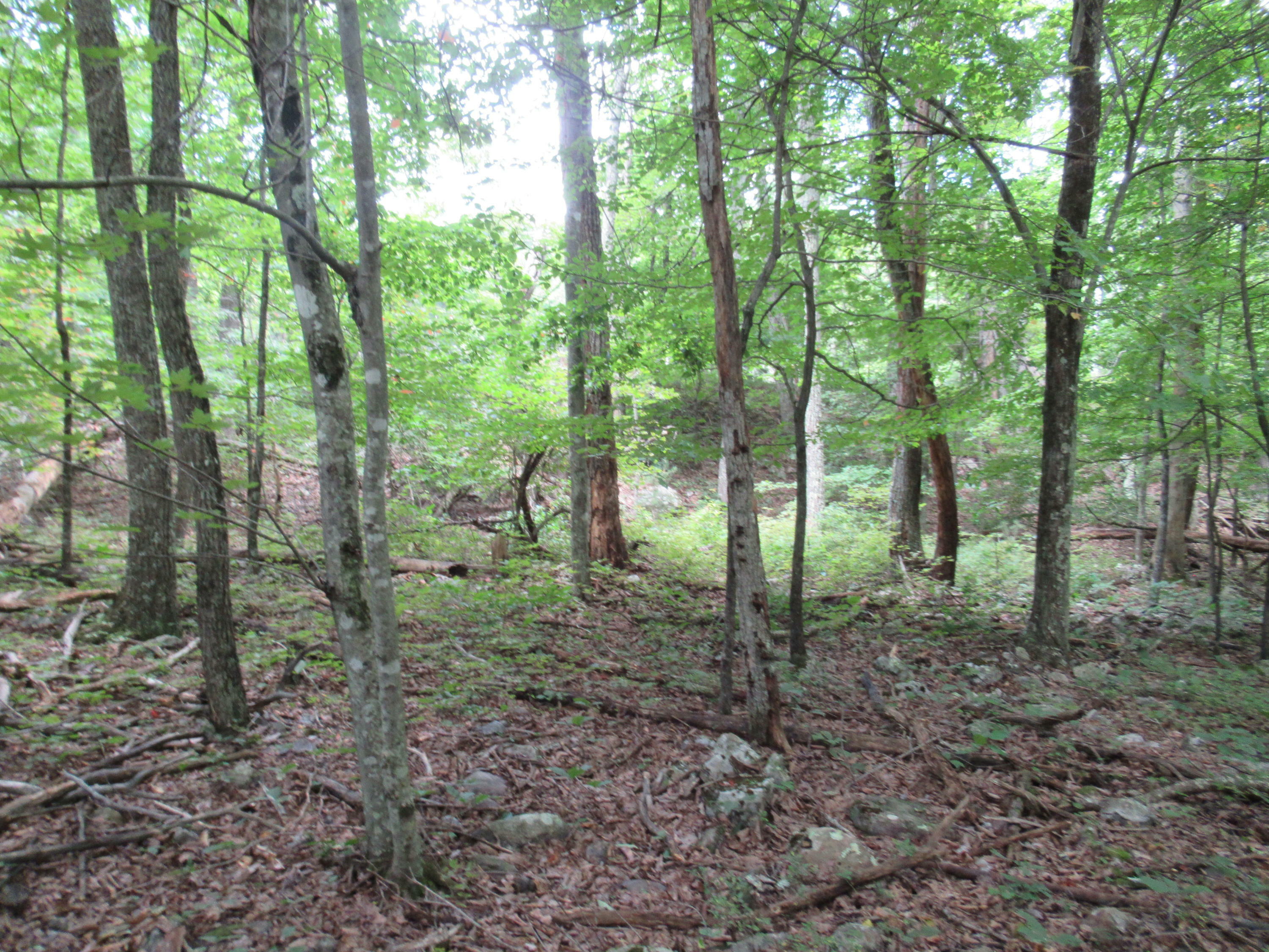 Property Photo: Turkey Track WV 24984