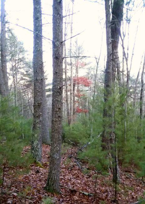 Property Photo: 357 Hollywood Glace Road WV 24941