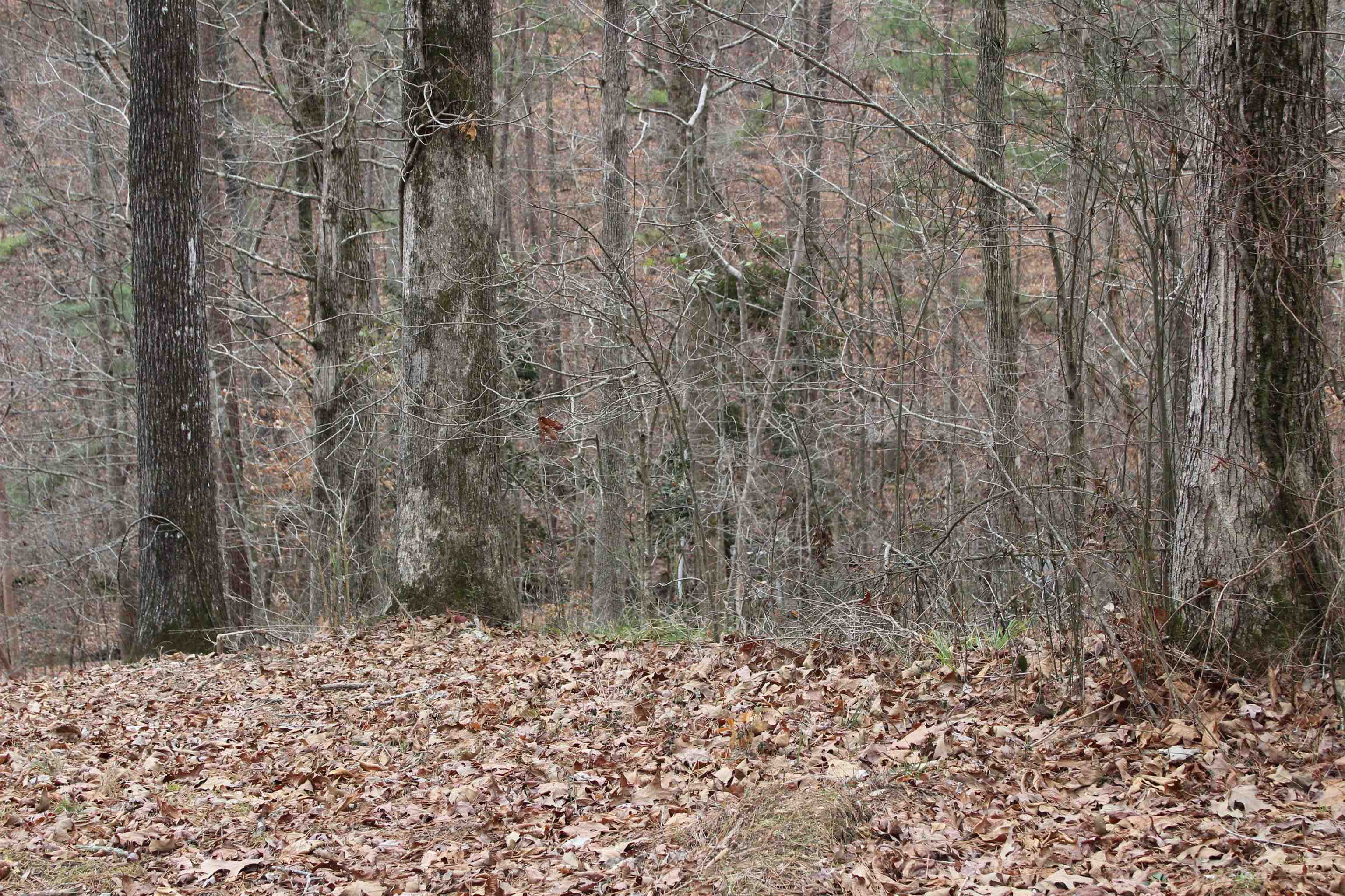 Property Photo:  Lot 20 Seven Bark Dr  AL 35057 - CULLMAN 