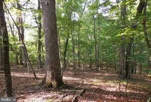 Property Photo:  Lot 31 Sycamore Lane  VA 22637 