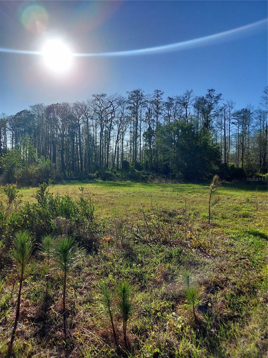 Property Photo:  00 E Osceola Road  FL 32732 