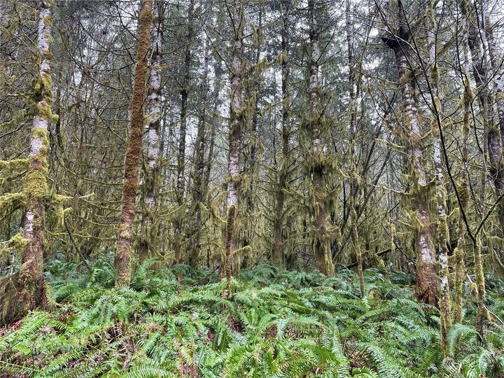 Property Photo:  0  Lincoln Creek Road  WA 98579 