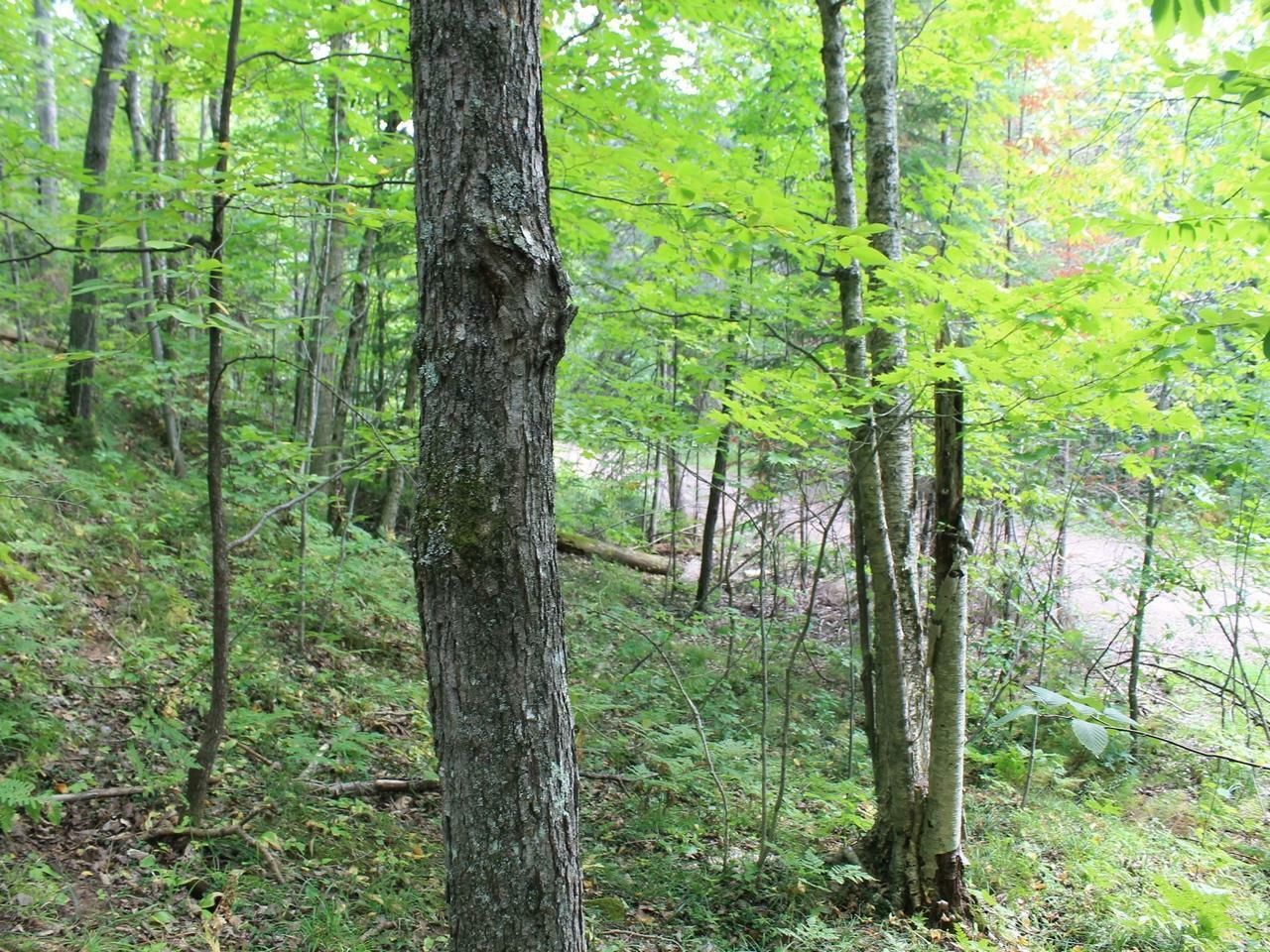 Property Photo:  Lot 15 Alpine Dr  WI 54565 