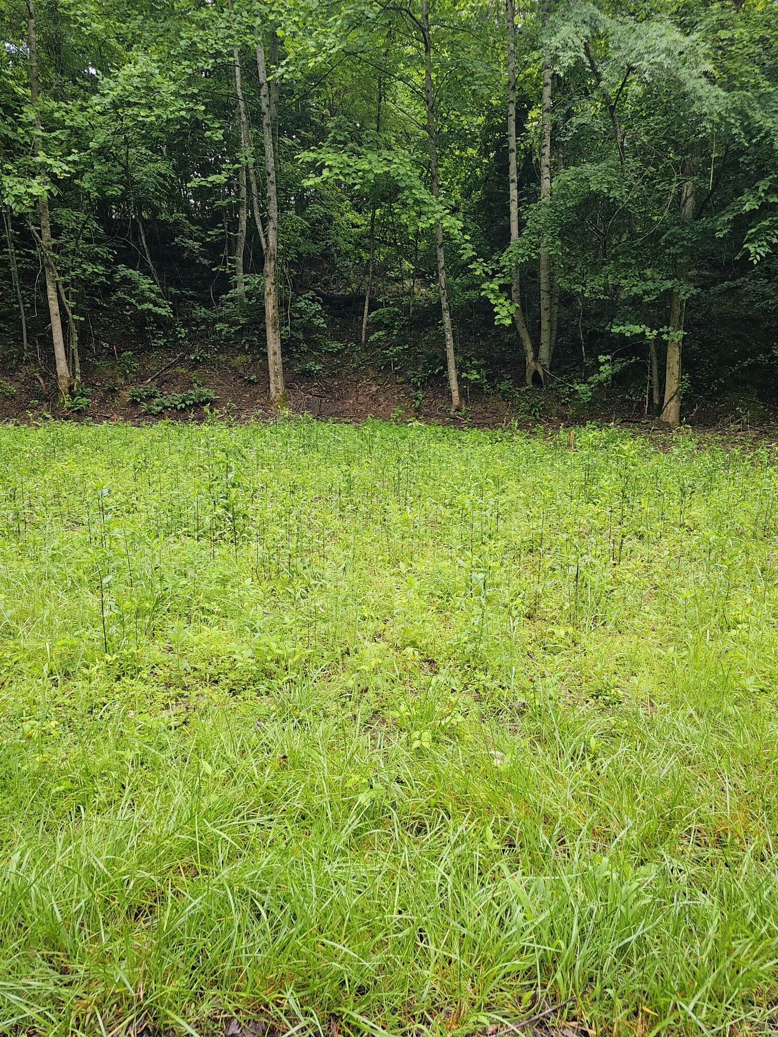 Property Photo:  1195 Blaylock Rd  TN 37055 