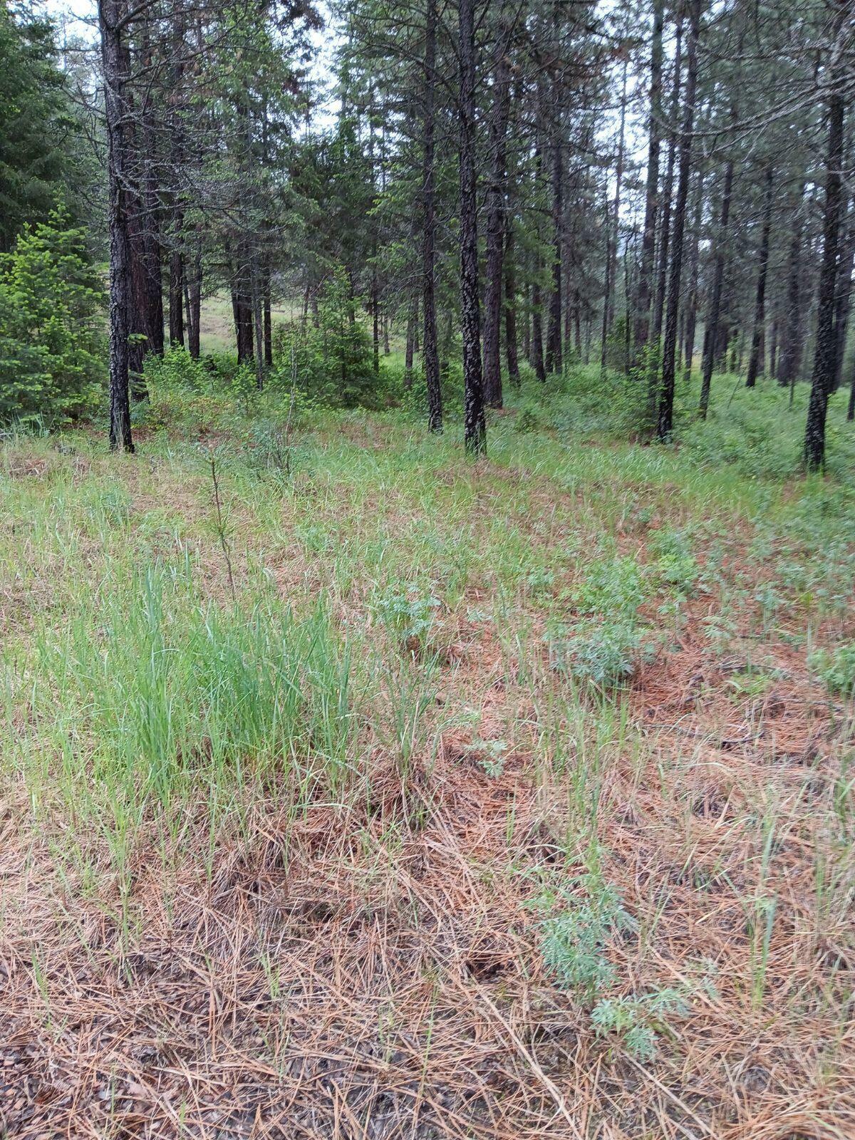 Property Photo:  Tbd Sand Creek Road  WA 99141 