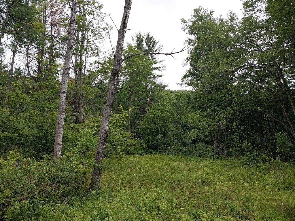 Property Photo:  0 Hornby Rd  NY 14821 