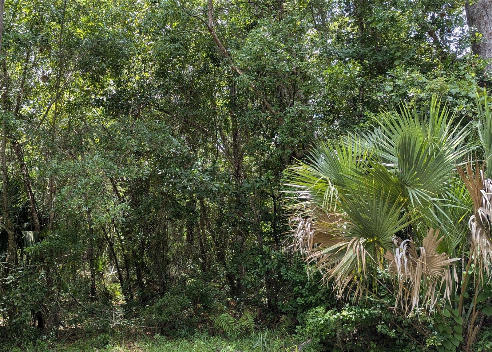 Lot 7 NE Hunter Circle  Micanopy FL 32667 photo