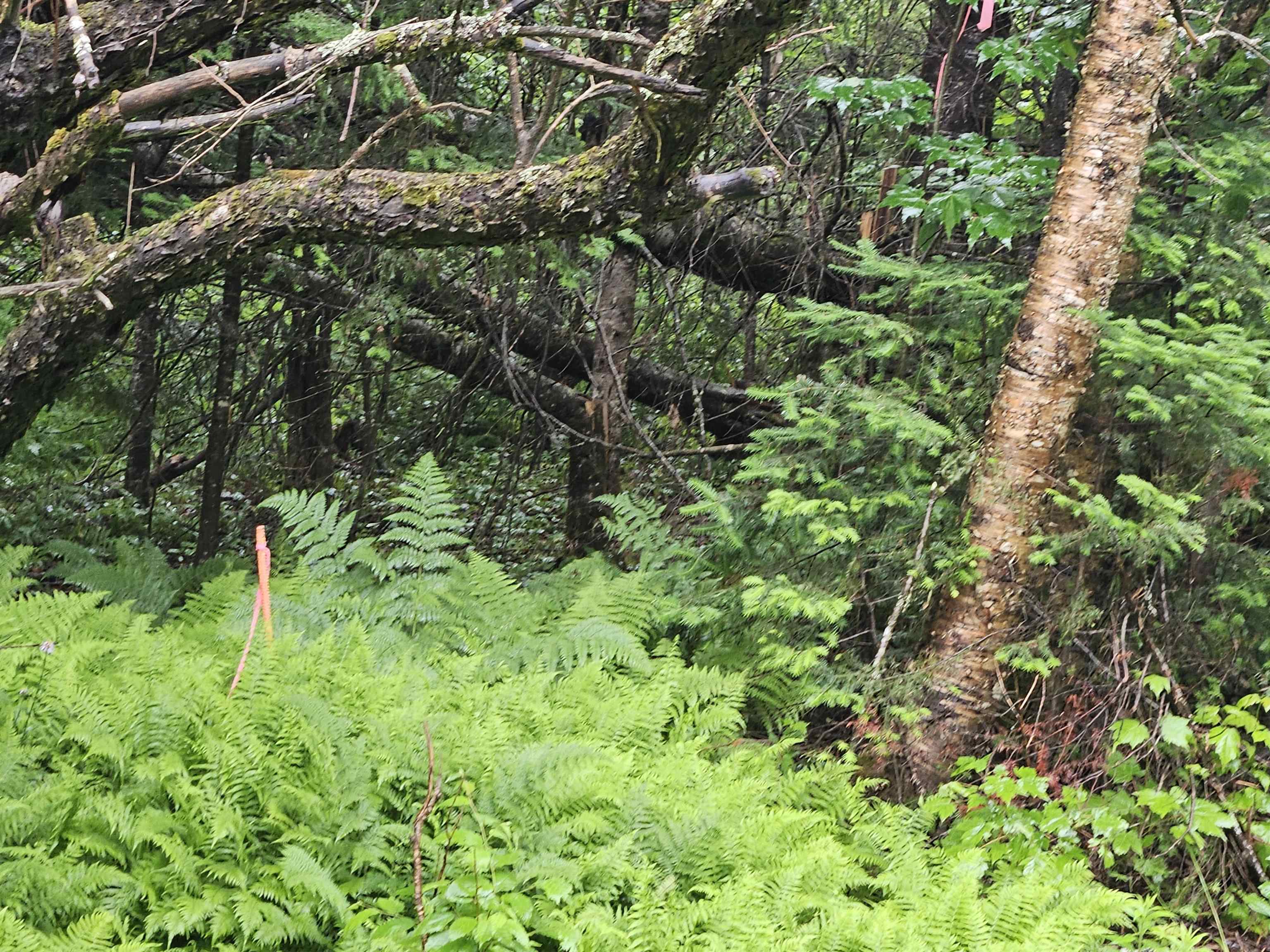 Property Photo: Lot 15 Hadley Road NH 03586