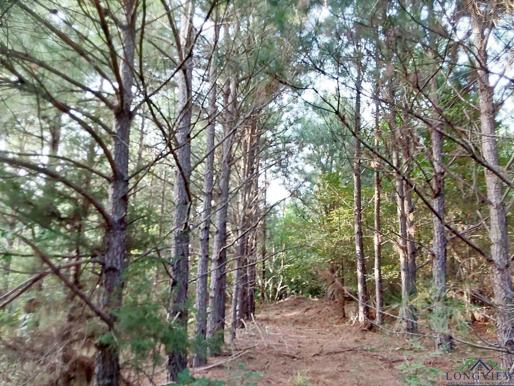 Tbd Cr 1619  Linden TX 75563 photo