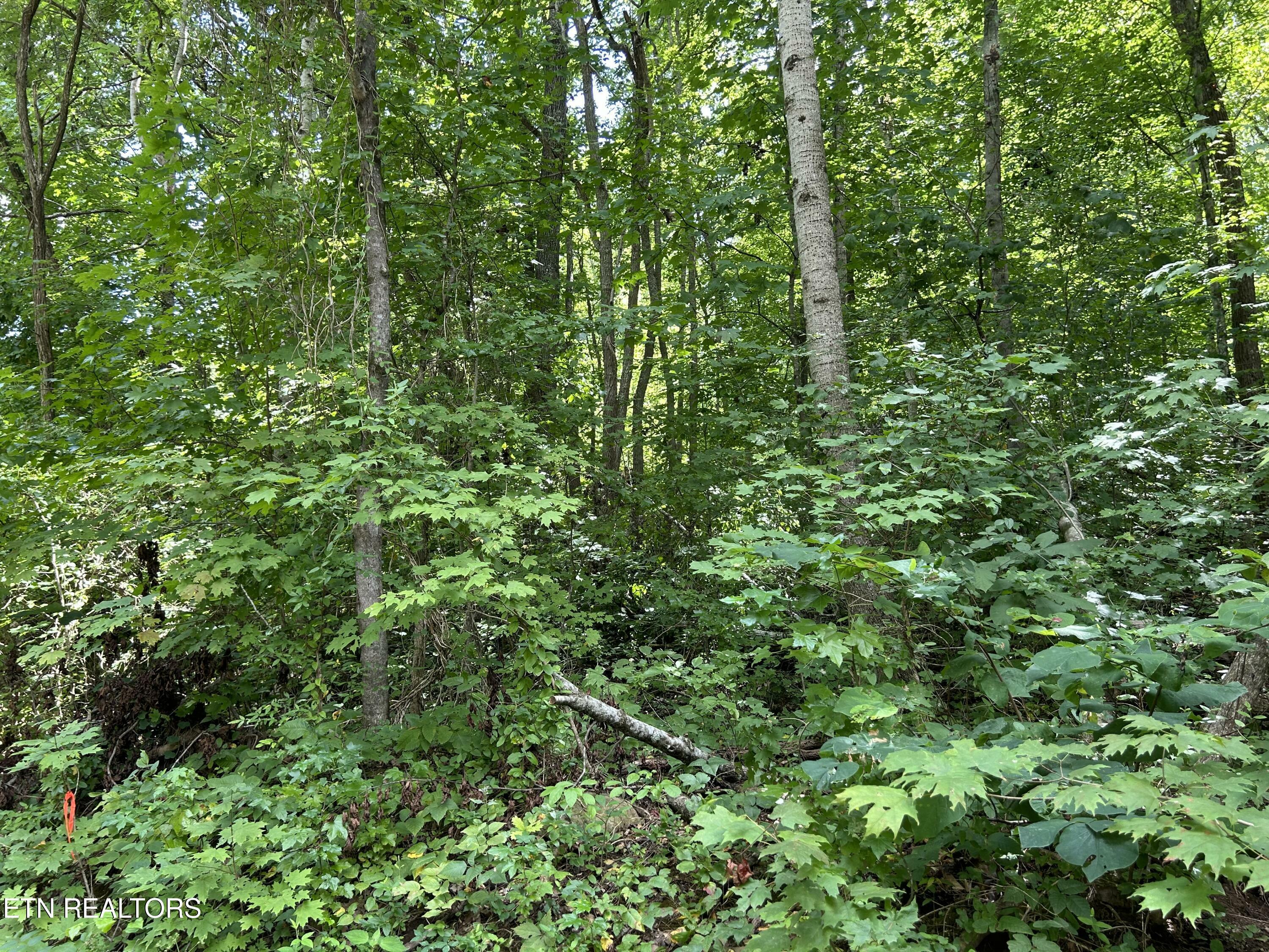 Pearl Ln Lot 26 Lane  Maynardville TN 37807 photo