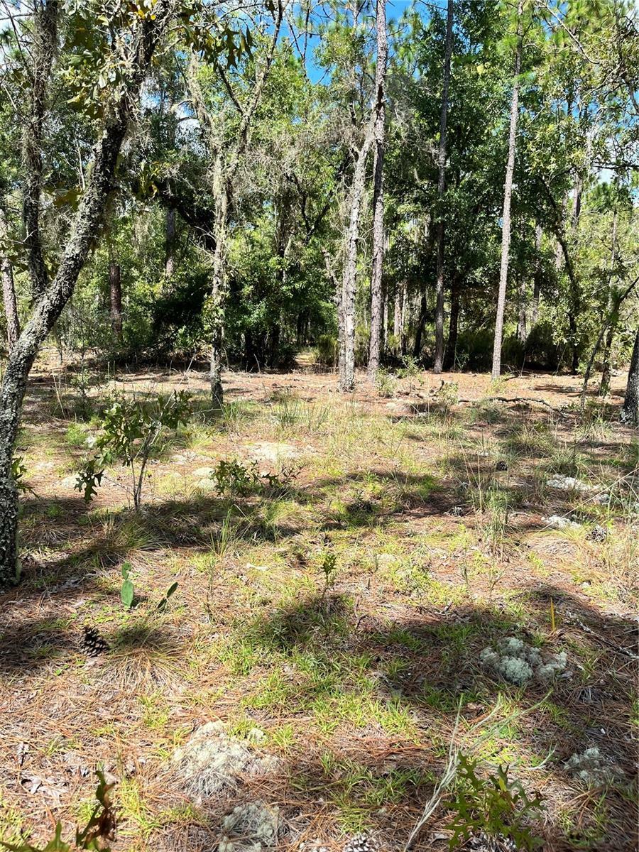 Property Photo:  Tbd SW 156th Court  FL 34481 