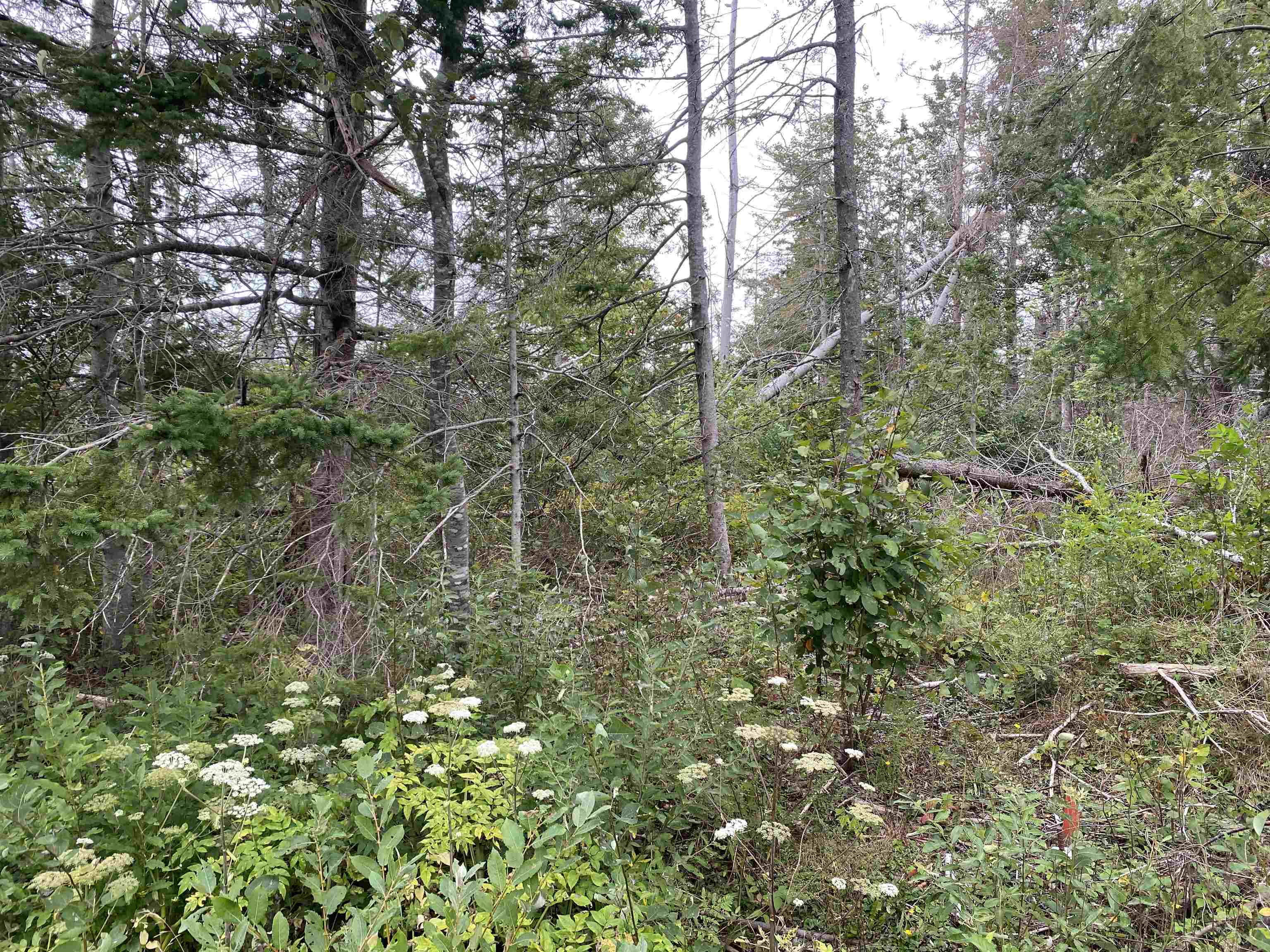 Photo de la propriété:  Lot 11 Floating Bridge Road  PE C0A 1W0 