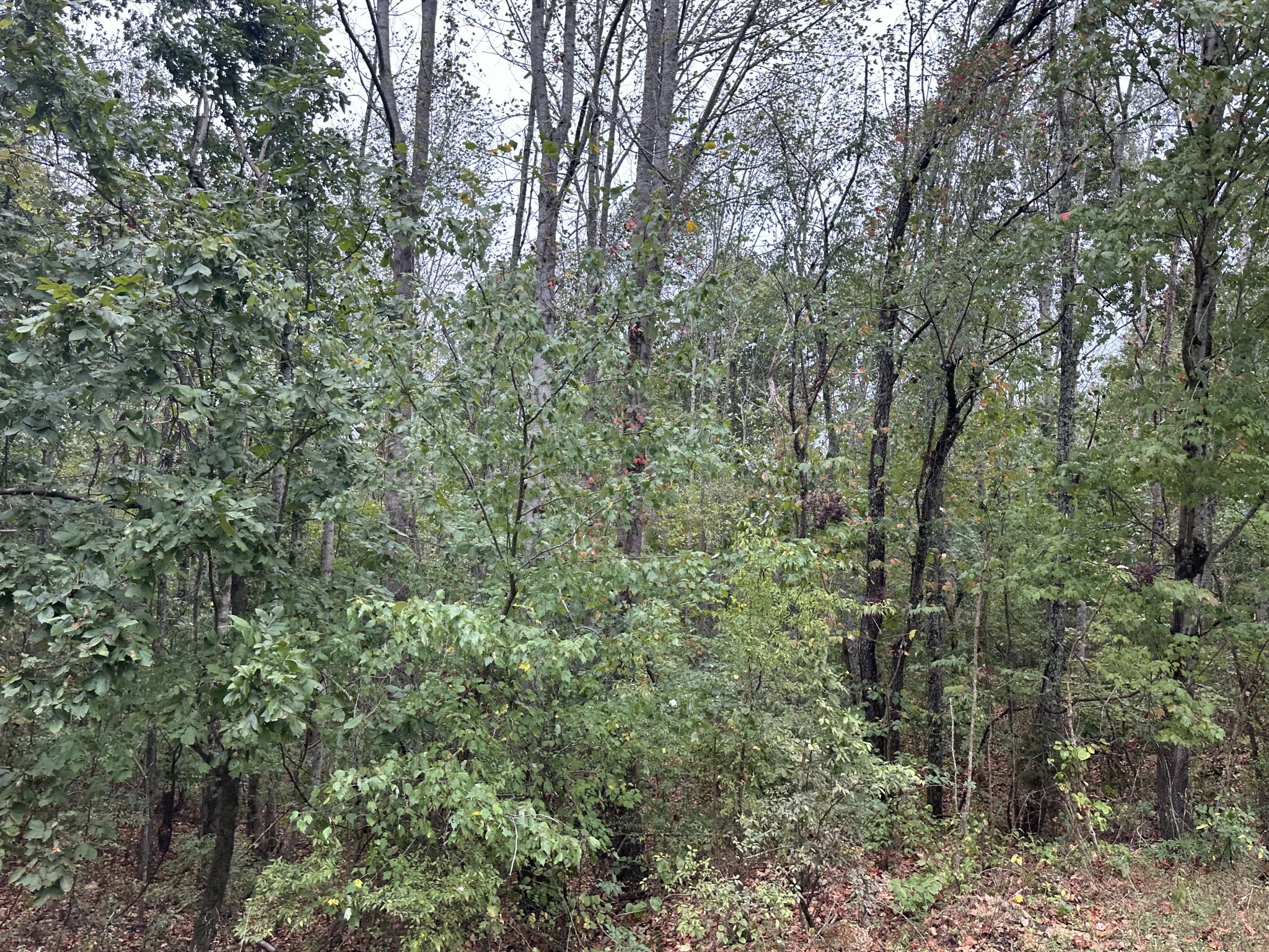 Property Photo:  0 Sims Ridge Rd  TN 38464 