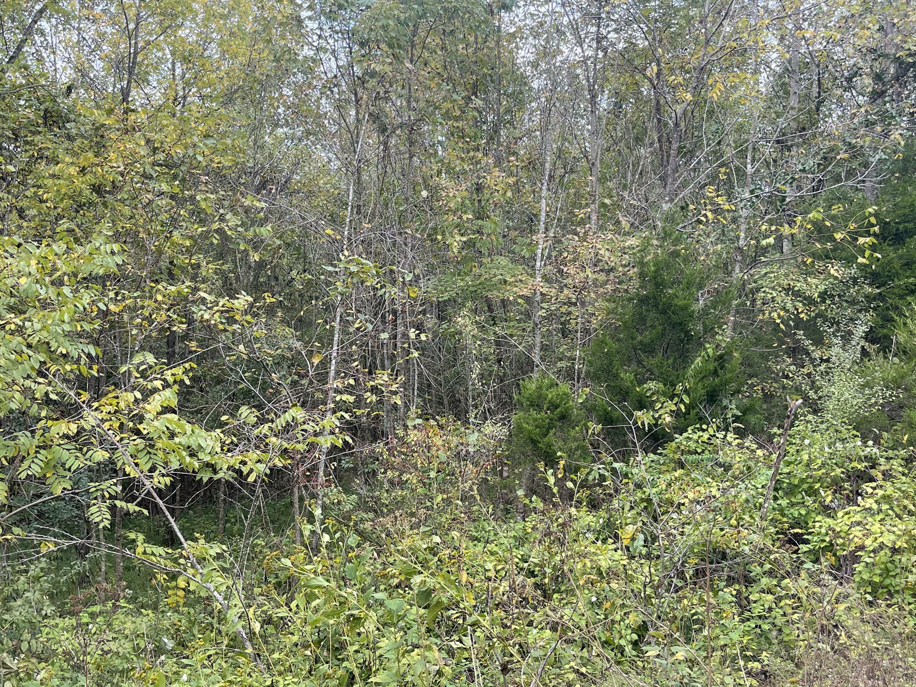 Property Photo:  Lot 51 Shepperd  KY 42544 