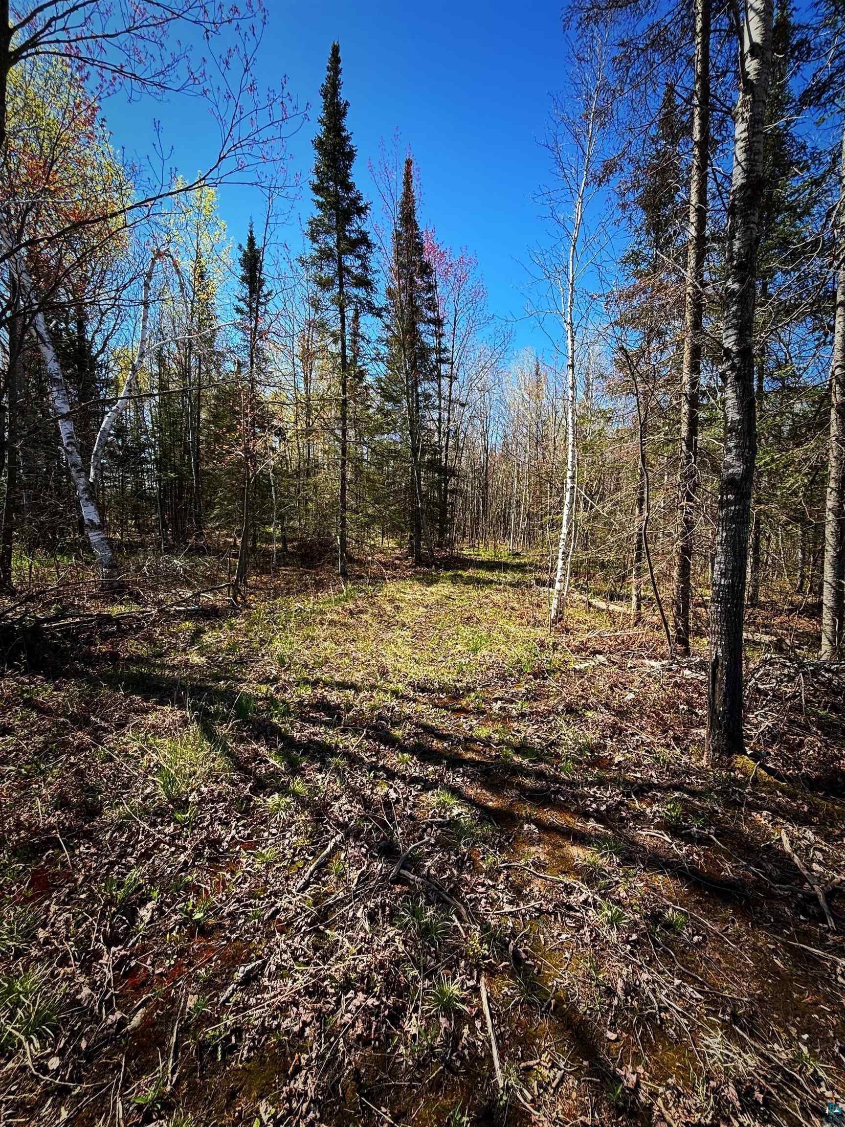 Property Photo: 000 Redinger Rd 10 Acres WI 54806