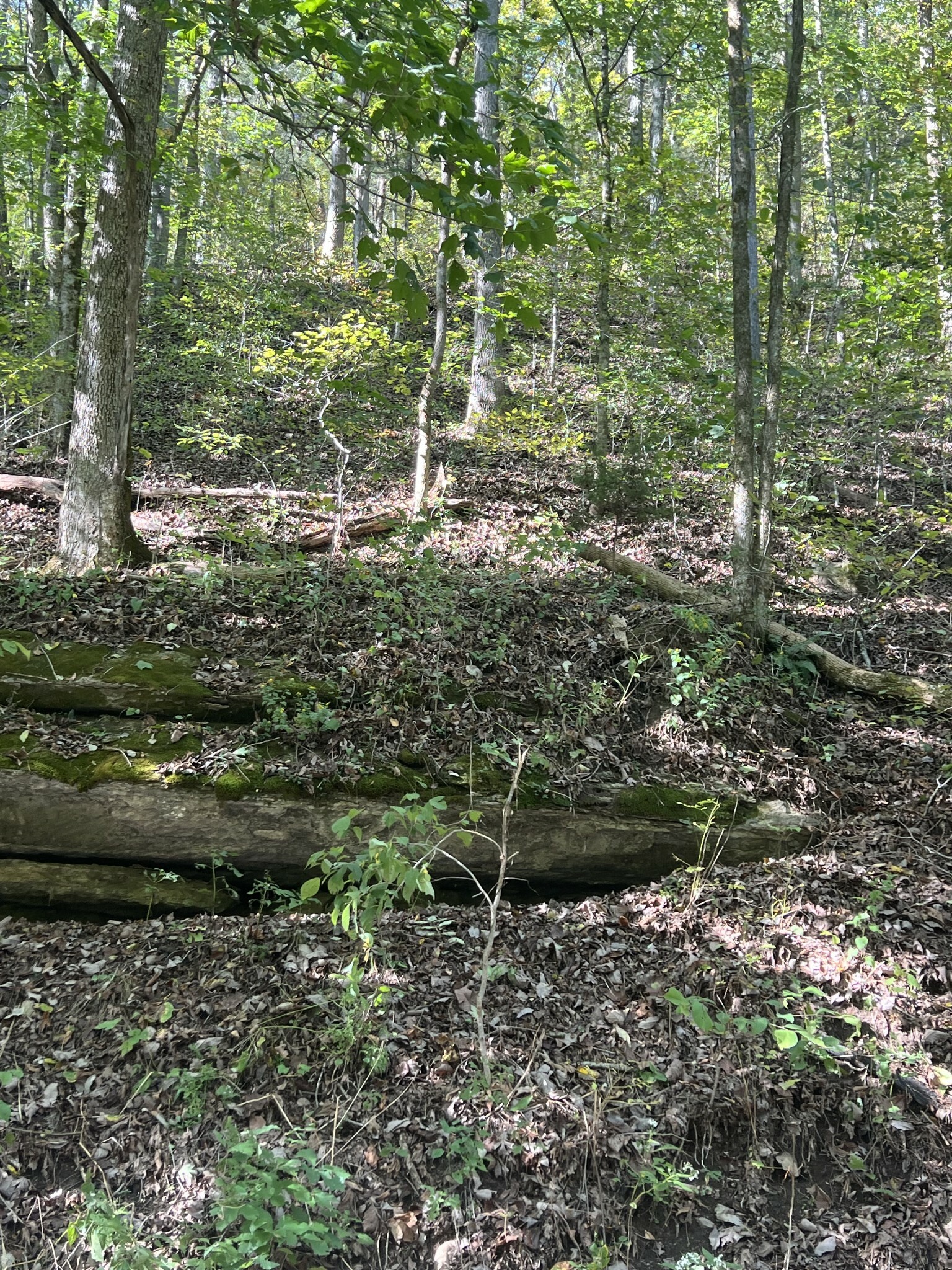 Property Photo:  0 Neeley Creek Rd  TN 38551 