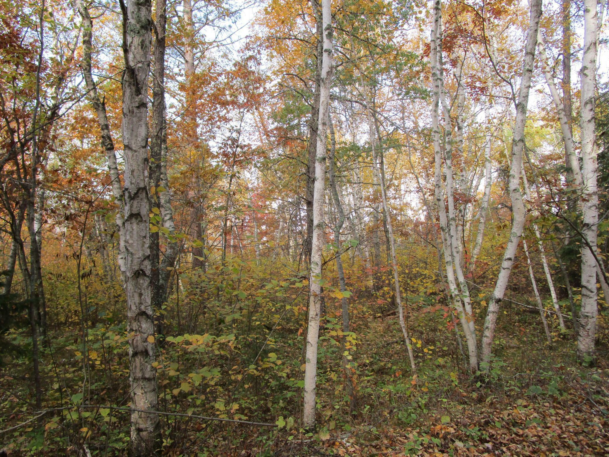 Property Photo:  Tbd Esther Lane NE  MN 56601 