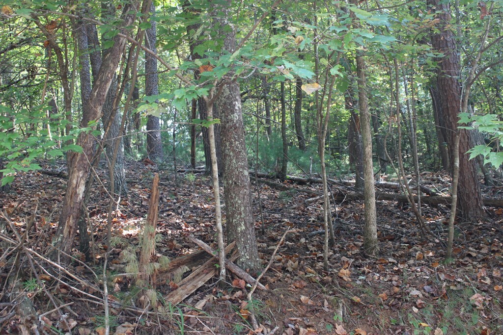 Property Photo:  Lot 546 N Satsuma Court  GA 30540 