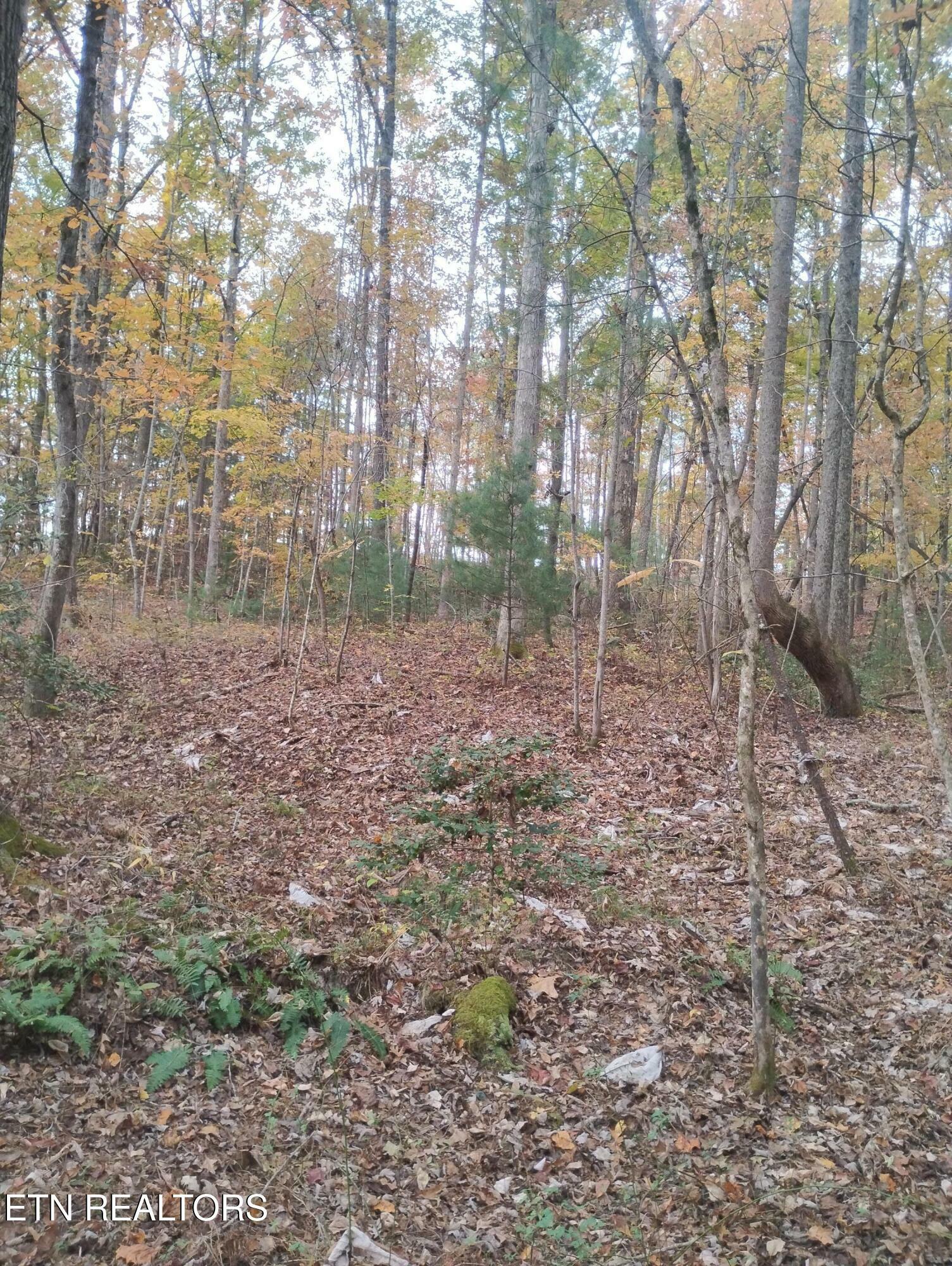 Property Photo:  Rocky Top Rd  TN 37841 