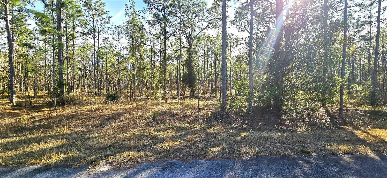 Property Photo:  Lot 13 NW Mandrake Drive  FL 34431 