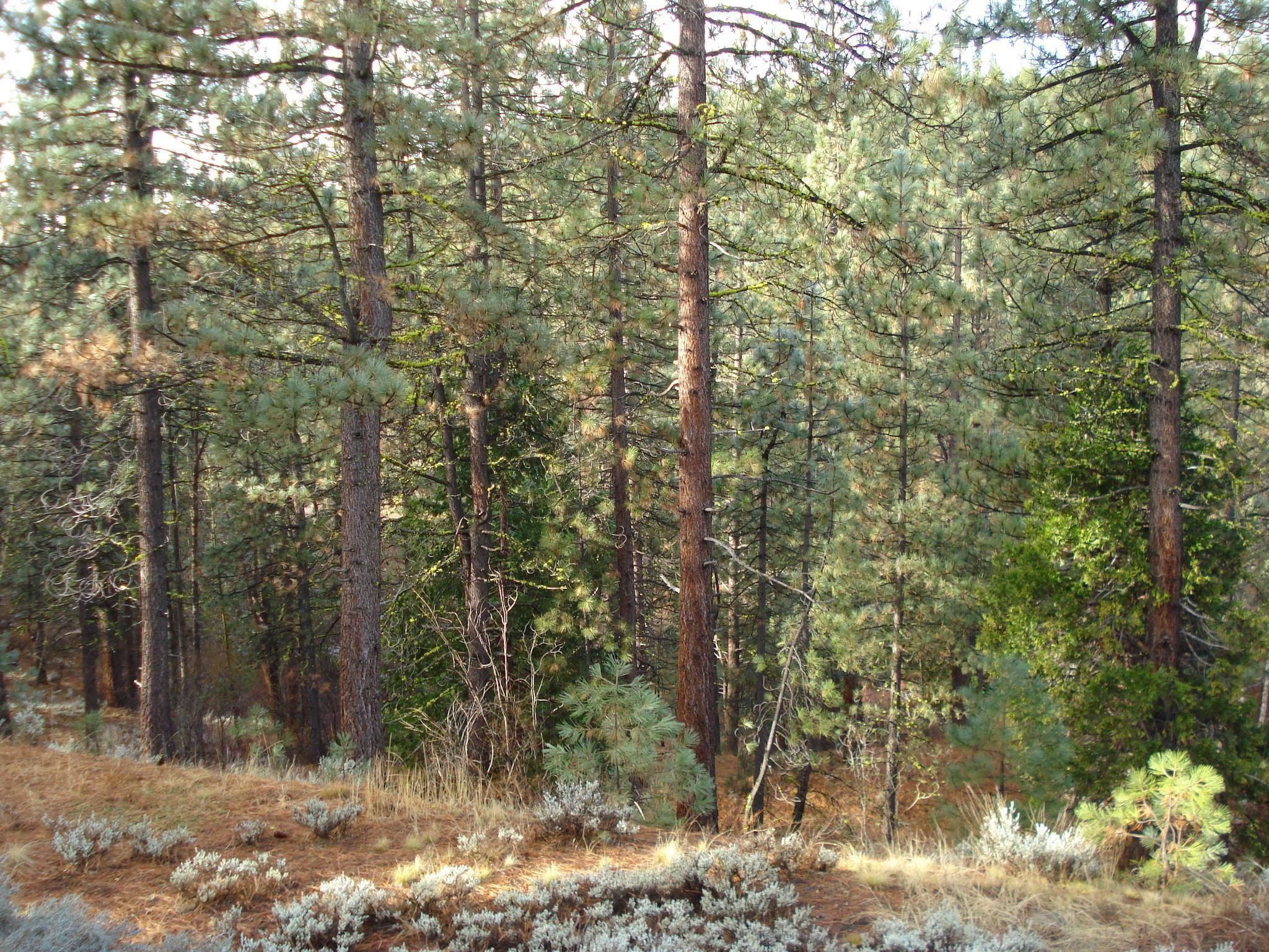 Property Photo:  199 Big Grizzly Road  CA 96122 