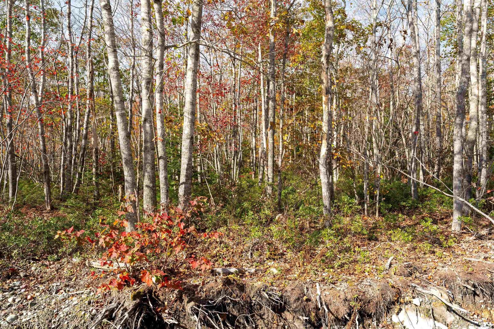 Property Photo: 62 Morton Drive NS B0T 1K0