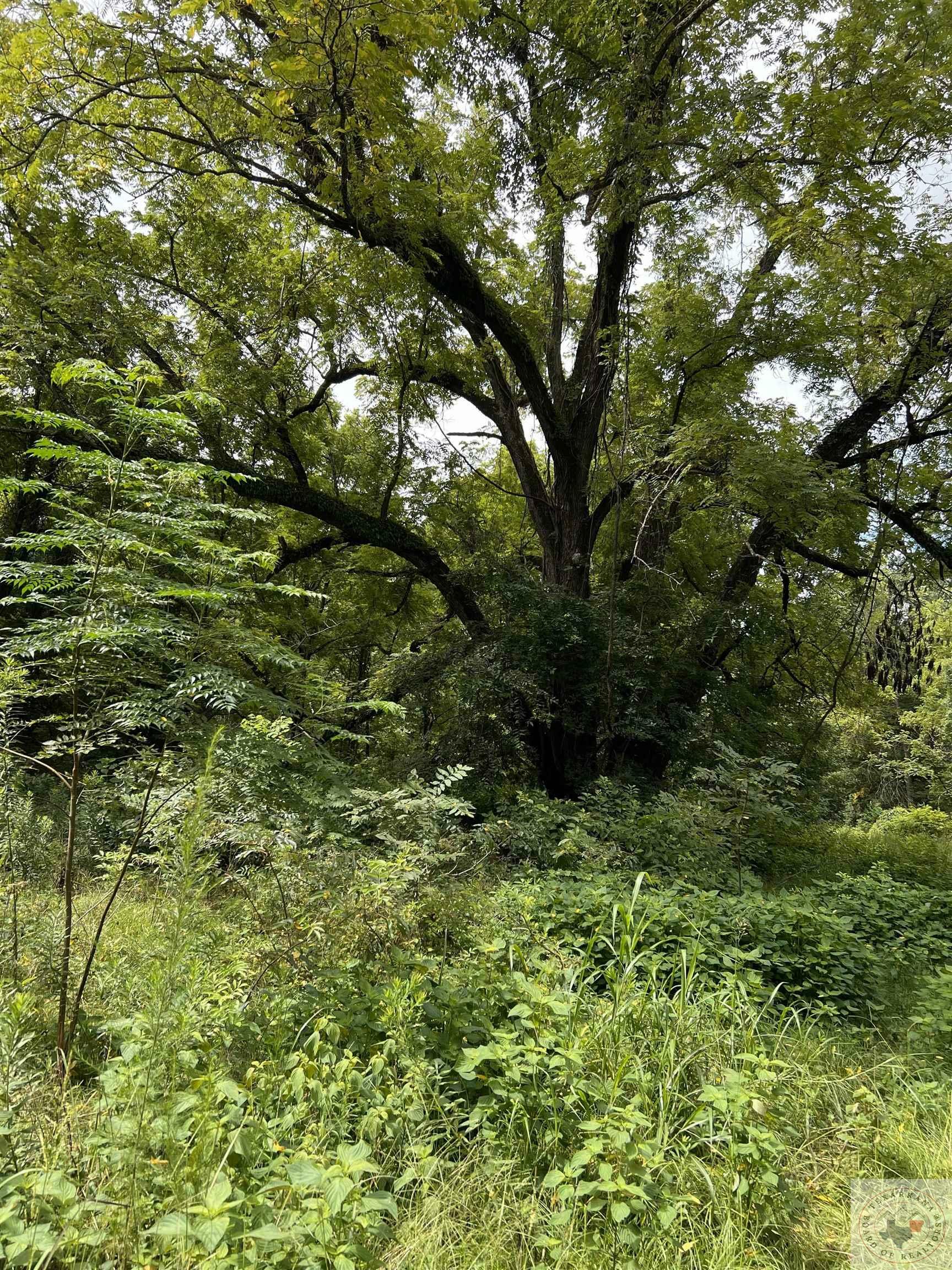 Property Photo: 1057 County Road 3230 TX 75828