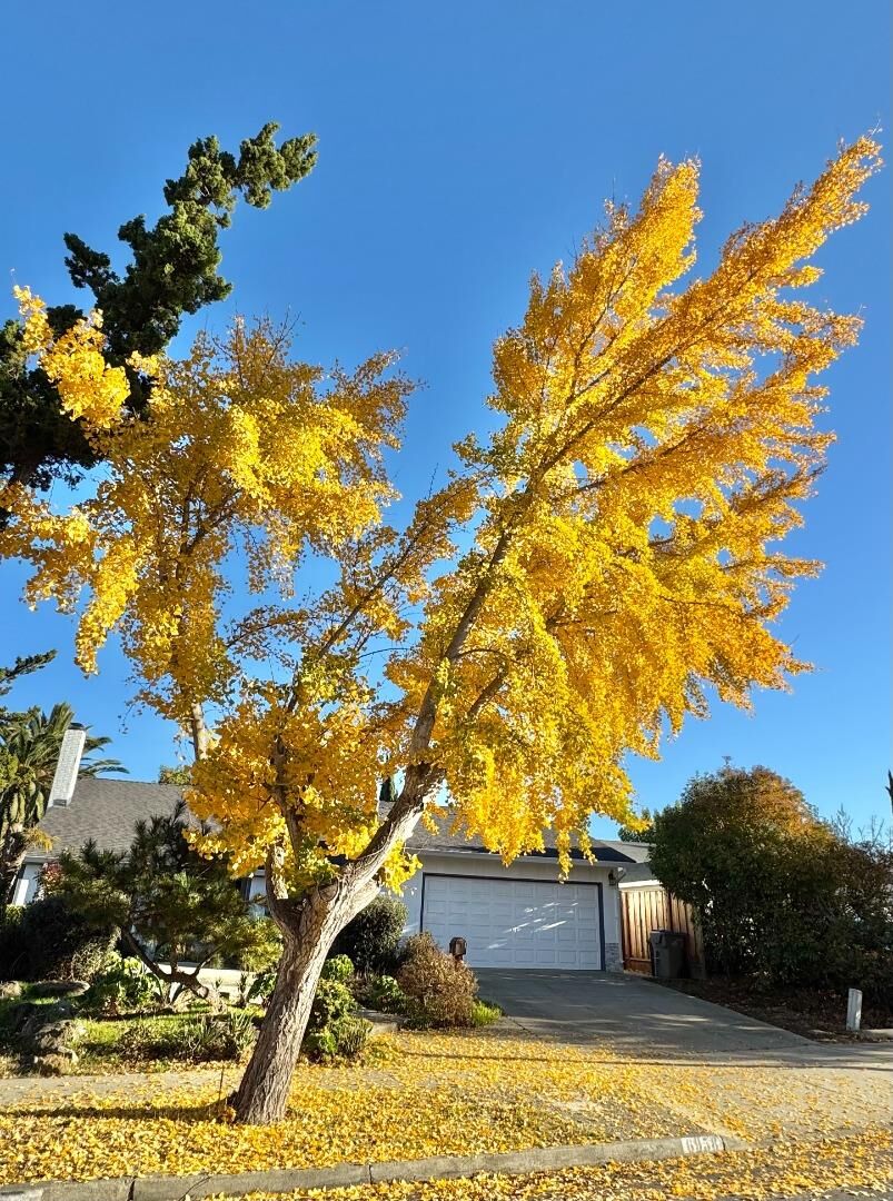 Property Photo:  6958 Del Rio Drive  CA 95119 