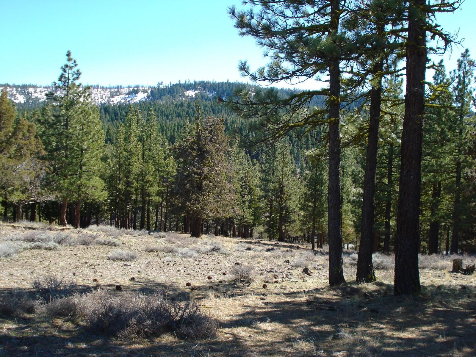 Property Photo:  463 Quail Run  CA 96122 