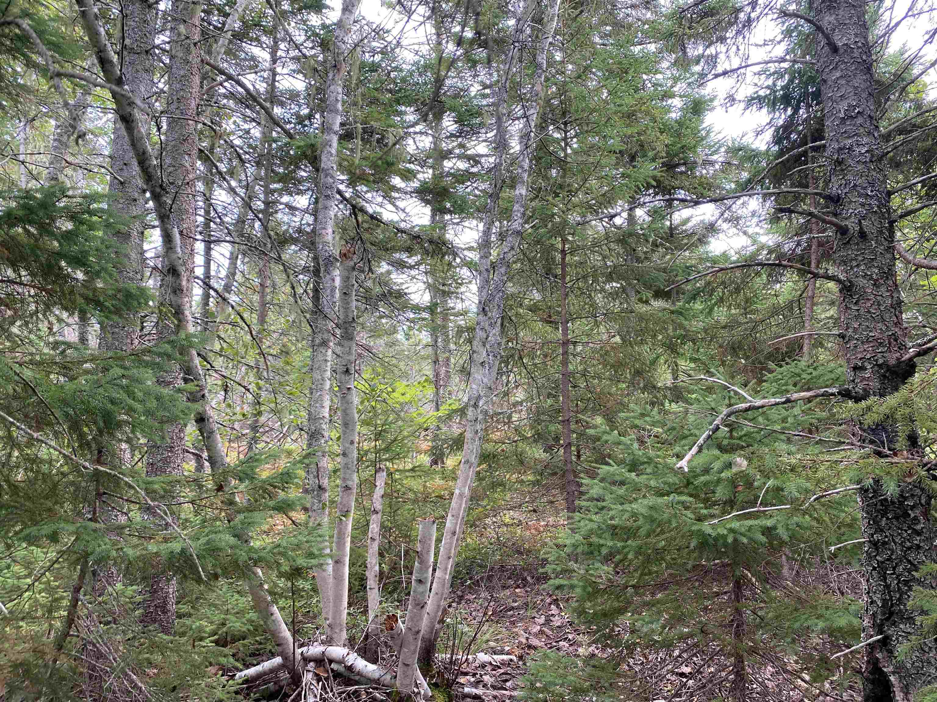 Photo de la propriété: Lot 3 Floating Bridge Road PE C0A 1W0