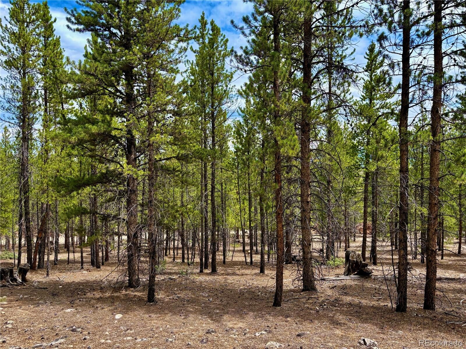 Property Photo:  104 & 124 Mt Massive Road  CO 81251 