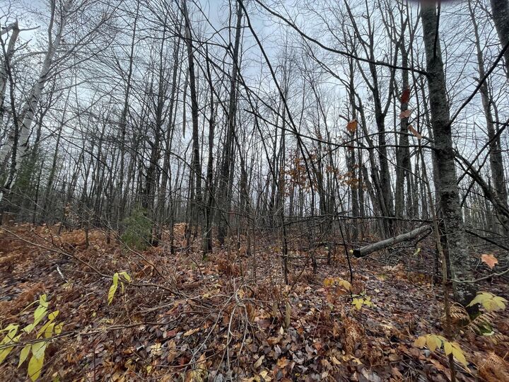 Property Photo:  Lot 46 Louise Drive  MI 49730 