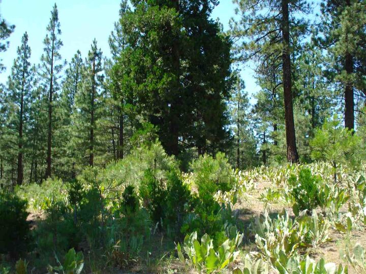 Property Photo:  69 Blacktail Ridge  CA 96122 