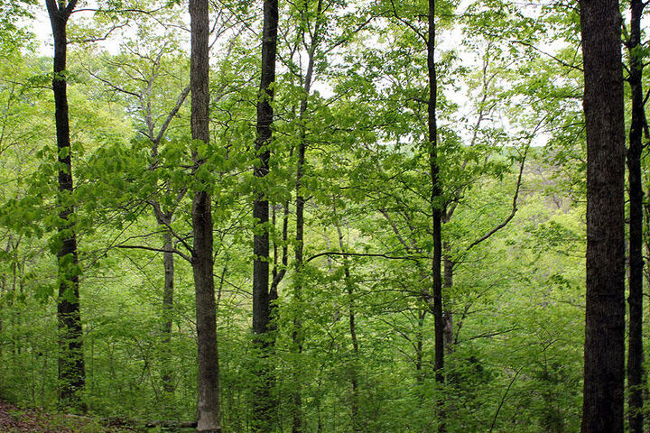 Property Photo: Lot 14 The Village At Laurelwood KY 42544