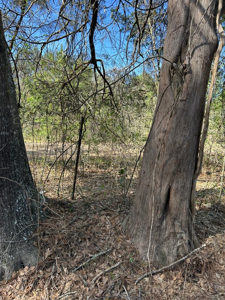 Property Photo: 184 Haddaway Lane TX 75901